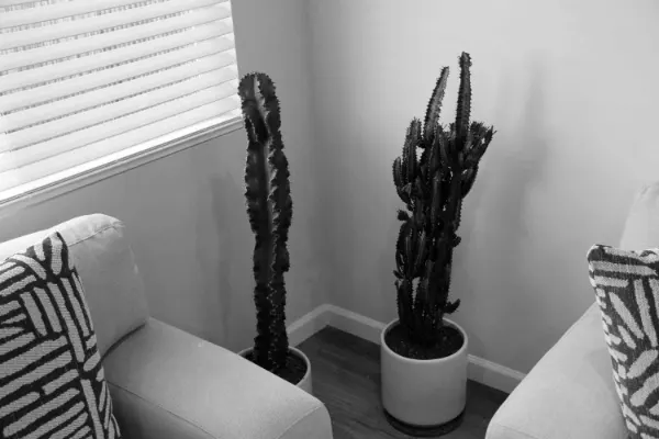 Blackburn Recovery sober living home in Mar Vista, photo 8